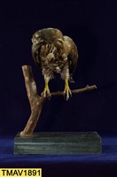 鳳頭蒼鷹藏品圖，第7張